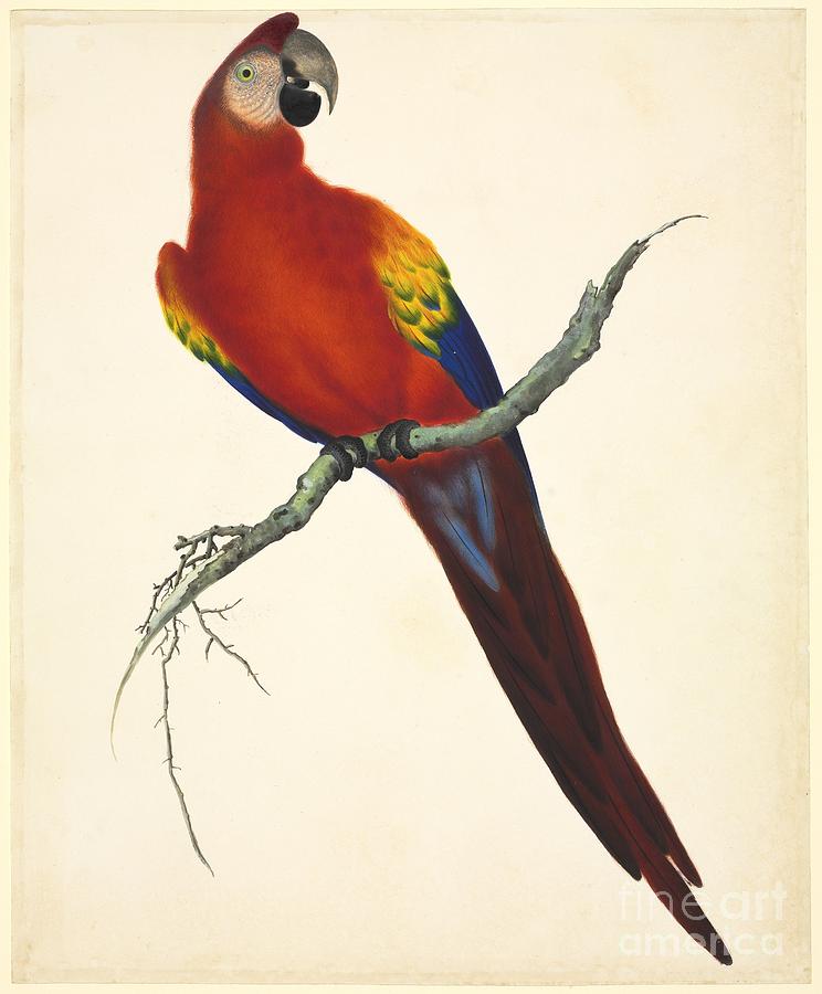 Scarlet Macaw, 19th Century Photograph by Natural History Museum, London
