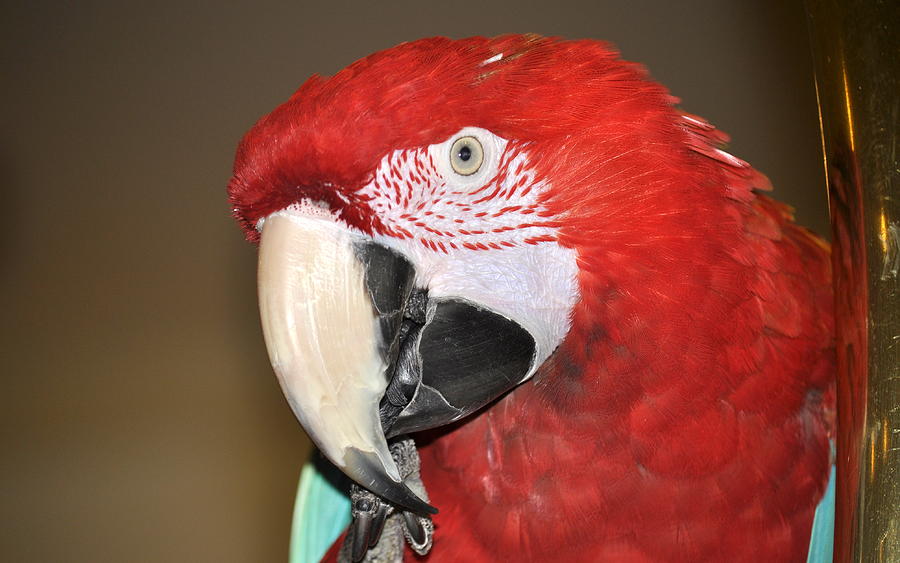 Parrot Photograph - Scarlet Macaw by AJ  Schibig