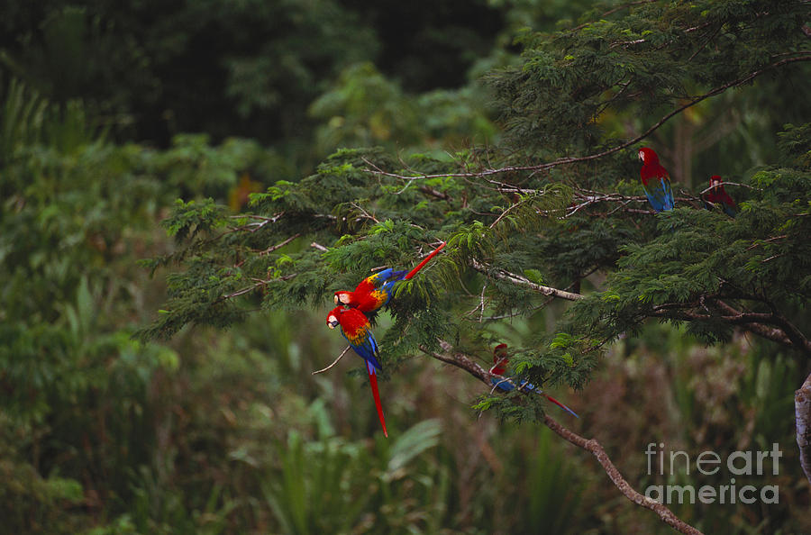Scarlet Macaw And Green Winged Macaws Photograph by Art Wolfe