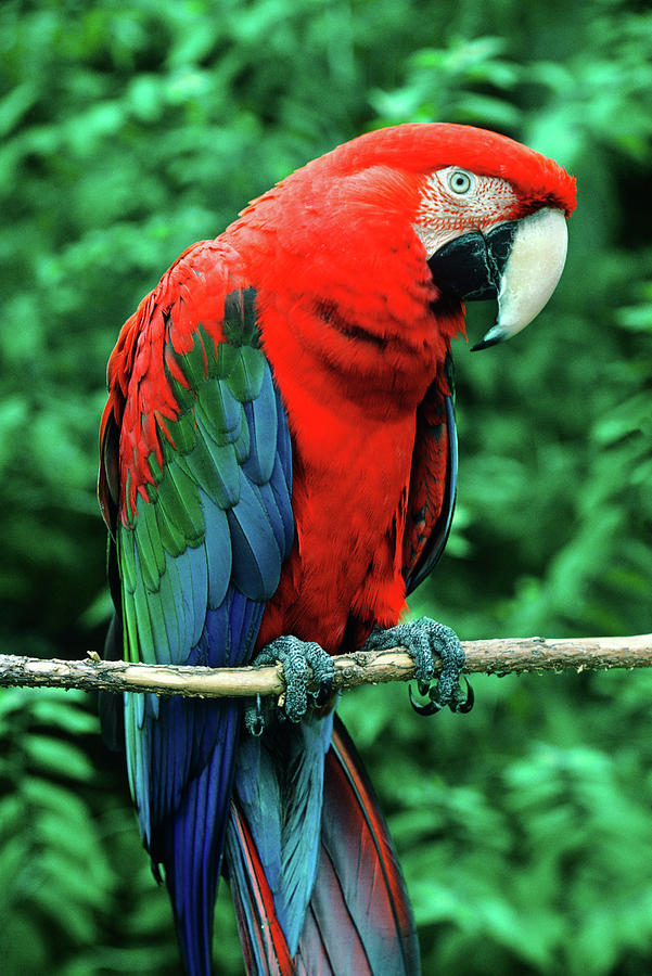 Scarlet Macaw Ara Macao Photograph by Animal Images - Fine Art America