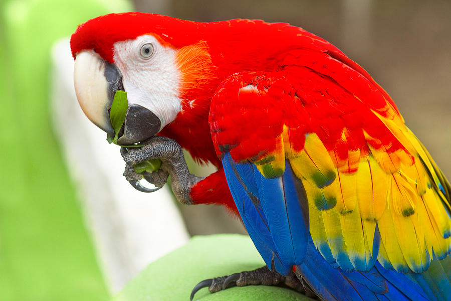 Scarlet Macaw (Ara macao) close up, Costa Rica Photograph by Kryssia Campos