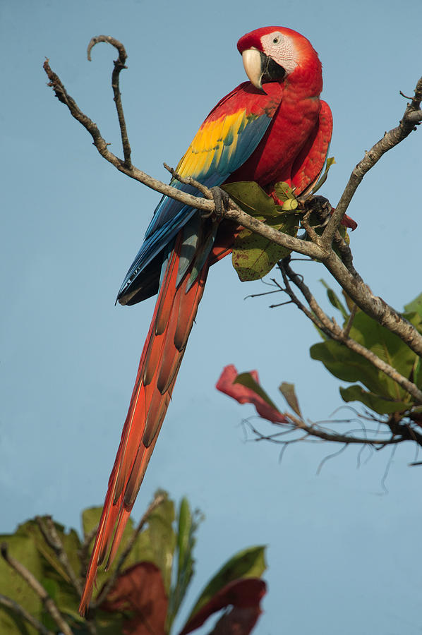 Nature Photograph - Scarlet Macaw Ara Macao, Tarcoles by Panoramic Images