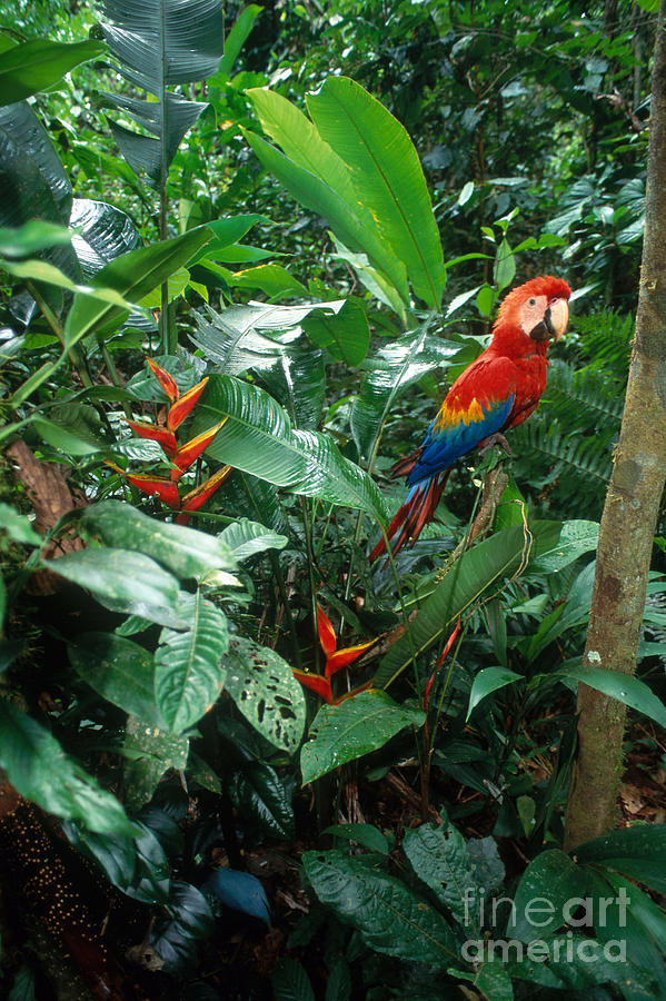 Scarlet Macaw Photograph by Art Wolfe
