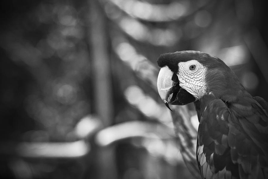 Scarlet Macaw At Sunset Black And White Photograph