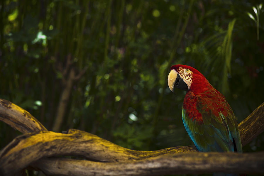 Scarlet Macaw At Sunset Photograph