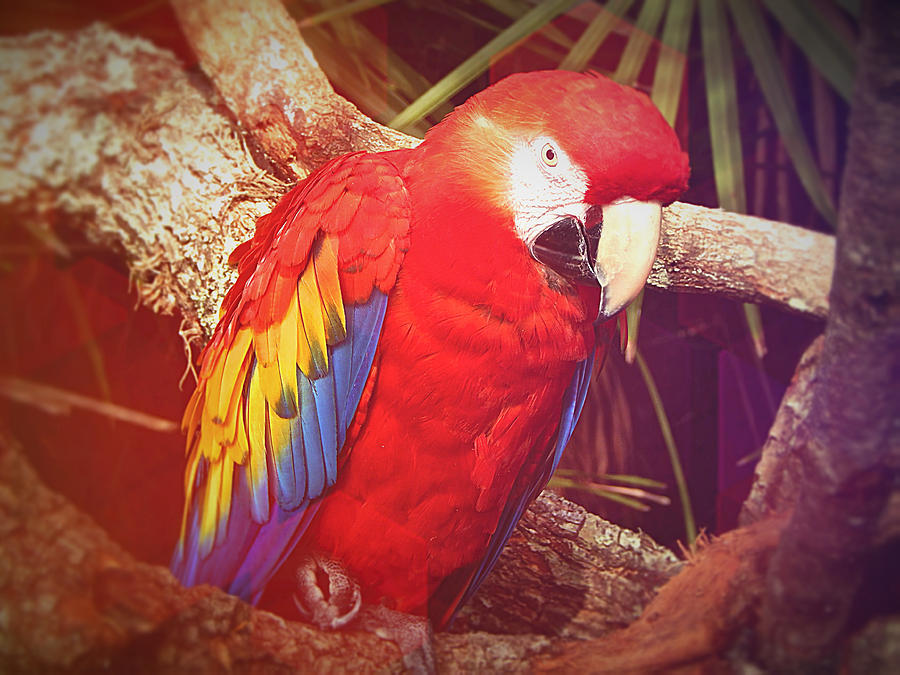 Scarlet Macaw - Beautiful Birds - Rainbow Bird Photograph by Gretchen ...