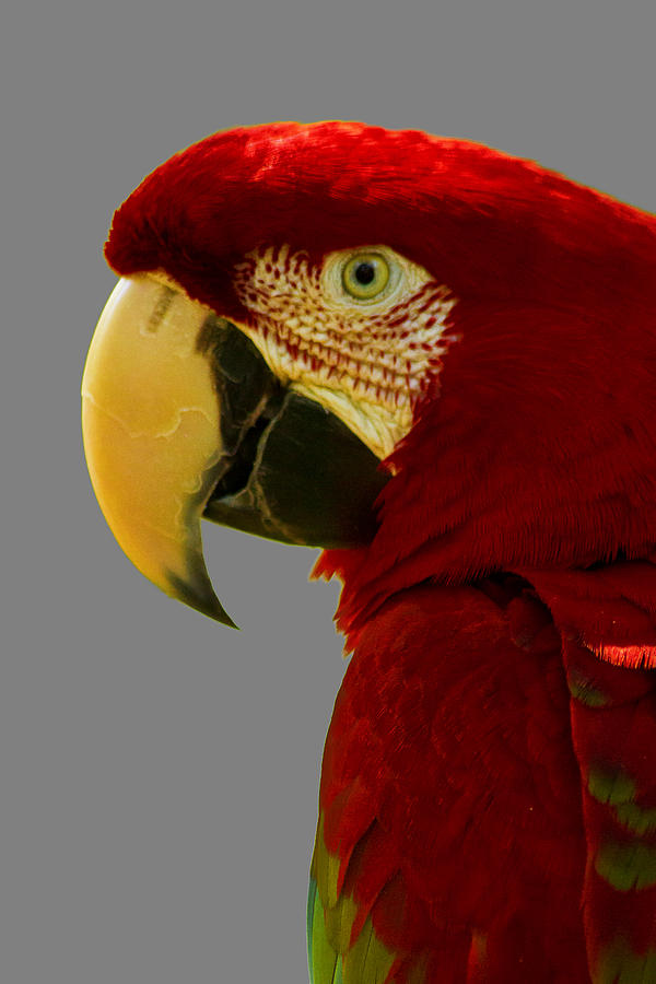 Scarlet Macaw Photograph by Bill Barber