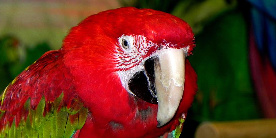 Scarlet Macaw Photograph by Bill Swartwout