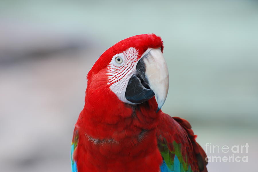 Scarlet Macaw Bird Photograph by DejaVu Designs