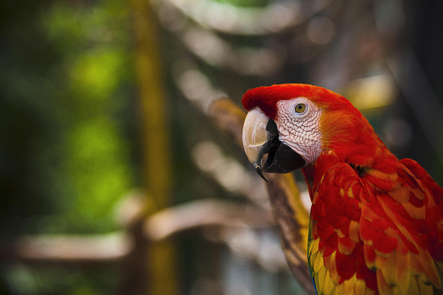 Scarlet Macaw Photograph by Bradley R Youngberg
