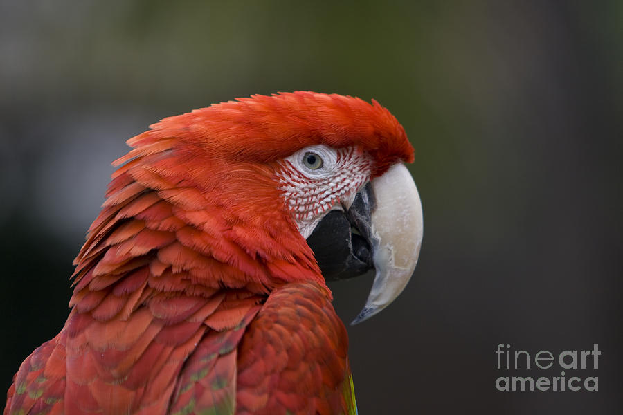 Scarlet Macaw Photograph by David Millenheft