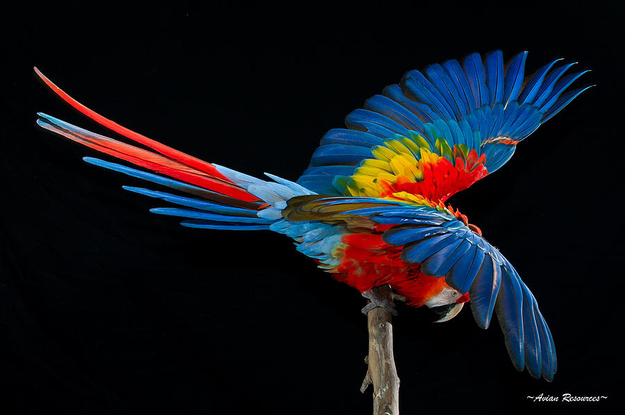 Scarlet Macaw Fan Photograph by Avian Resources