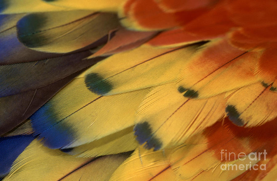 Still Life Photograph - Scarlet Macaw Feathers by F Stuart Westmorland