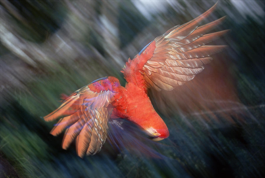 Scarlet Macaw Flying Amazon Basin Peru Photograph by Tui De Roy
