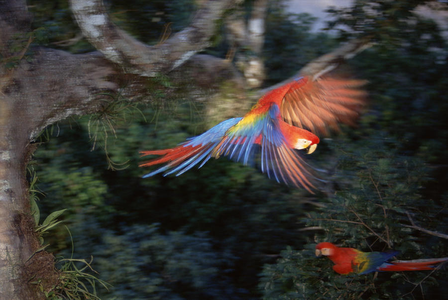 Scarlet Macaw Flying In Rainforest Photograph by Tui De Roy