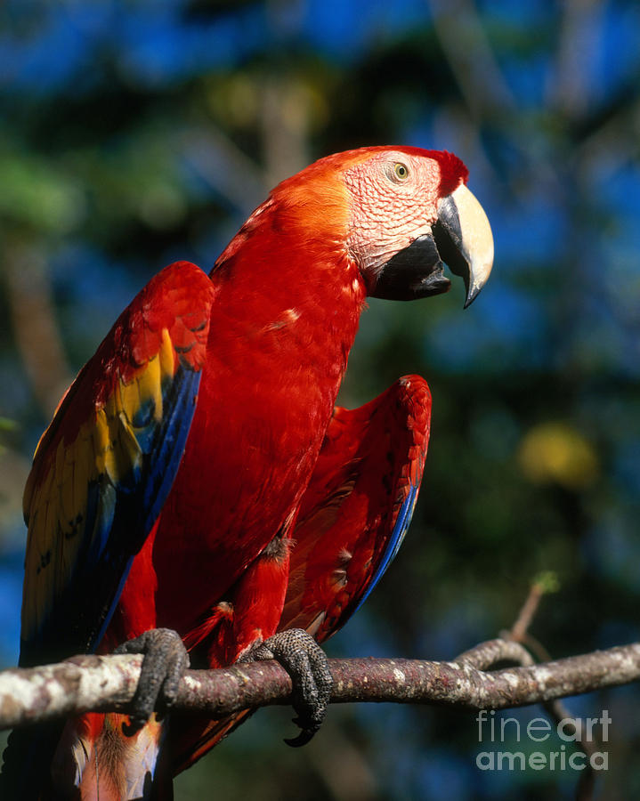 Scarlet Macaw Photograph by Hans Reinhard