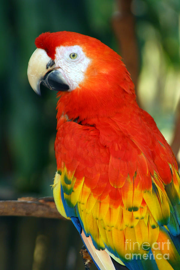 Scarlet Macaw Photograph by Hermes Fine Art