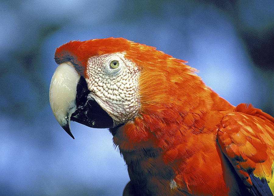 Scarlet Macaw II Photograph