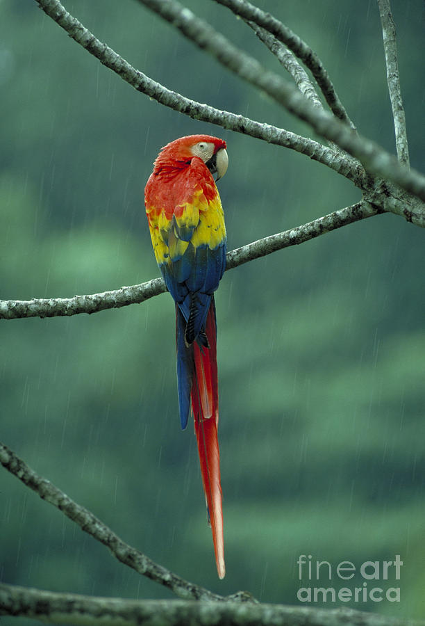 Scarlet Macaw In Rain Photograph by Gregory G. Dimijian