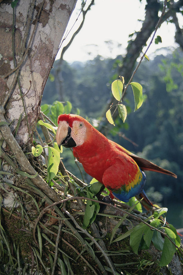 Scarlet Macaw In Rainforest Canopy Photograph by Tui De Roy