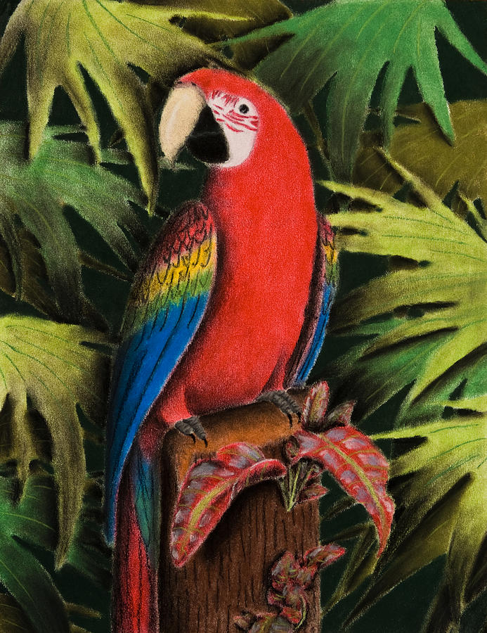 Scarlet Macaw Drawing by Jeanette K - Fine Art America