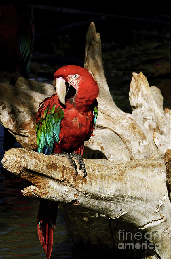 Animal Photograph - Scarlet Macaw by Kathy McClure