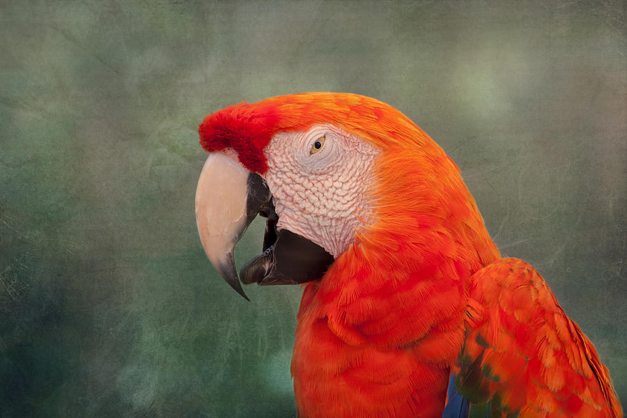 Macaw Photograph - Scarlet Macaw by Kim Hojnacki
