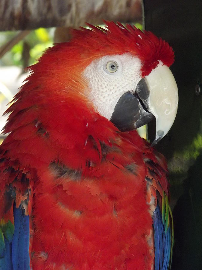 Scarlet Macaw Photograph by Lori-Anne Fay - Pixels