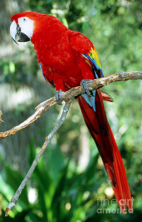 Macaw Photograph - Scarlet Macaw by Millard H. Sharp