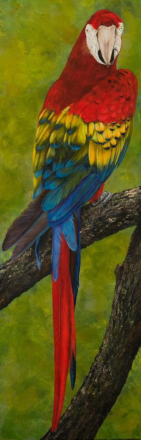 Scarlet Macaw Painting by Nancy Lauby - Fine Art America