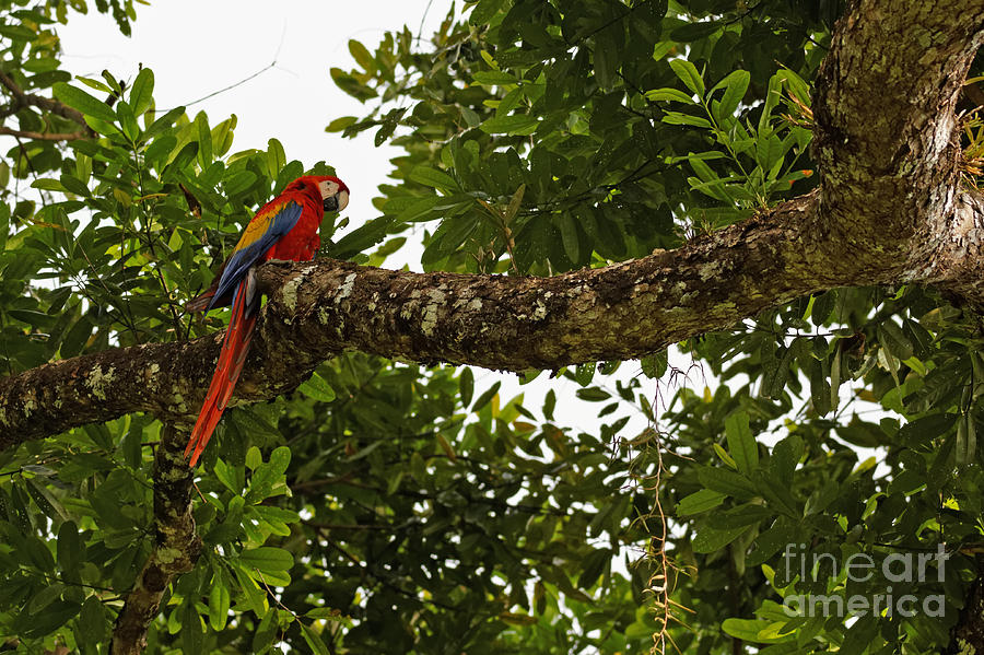 Macaw Photograph - Scarlet Macaw by Natural Focal Point Photography