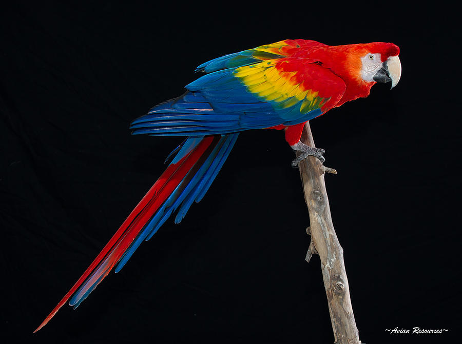 Scarlet Macaw on Black Photograph by Avian Resources