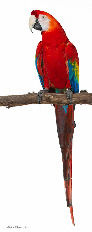 Scarlet Macaw on White Photograph by Avian Resources