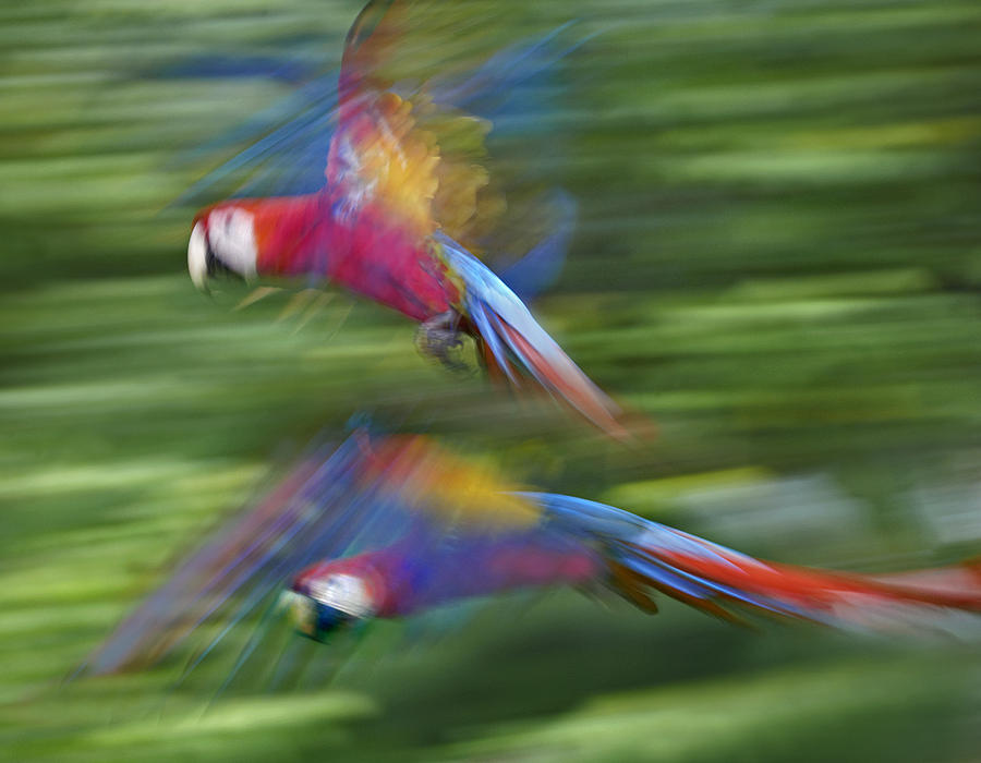 Scarlet Macaw Pair Flying Costa Rica Photograph by Tim Fitzharris