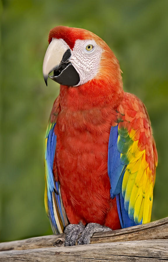 Scarlet Macaw Parrot Photograph by Susan Candelario