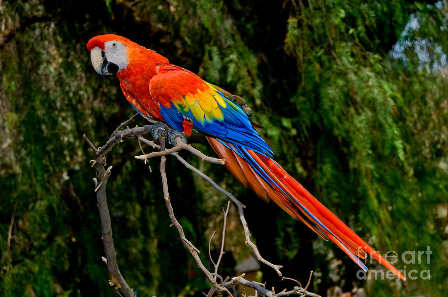 Scarlet Macaw Perched Photograph by Anthony Mercieca