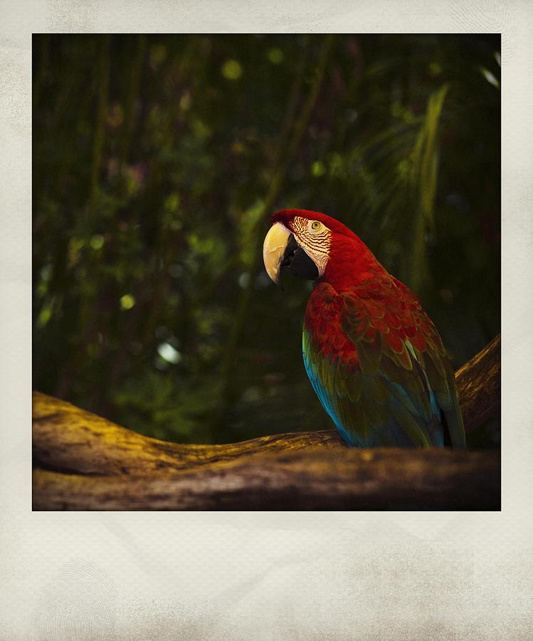 Scarlet Macaw Polaroid Photograph by Bradley R Youngberg
