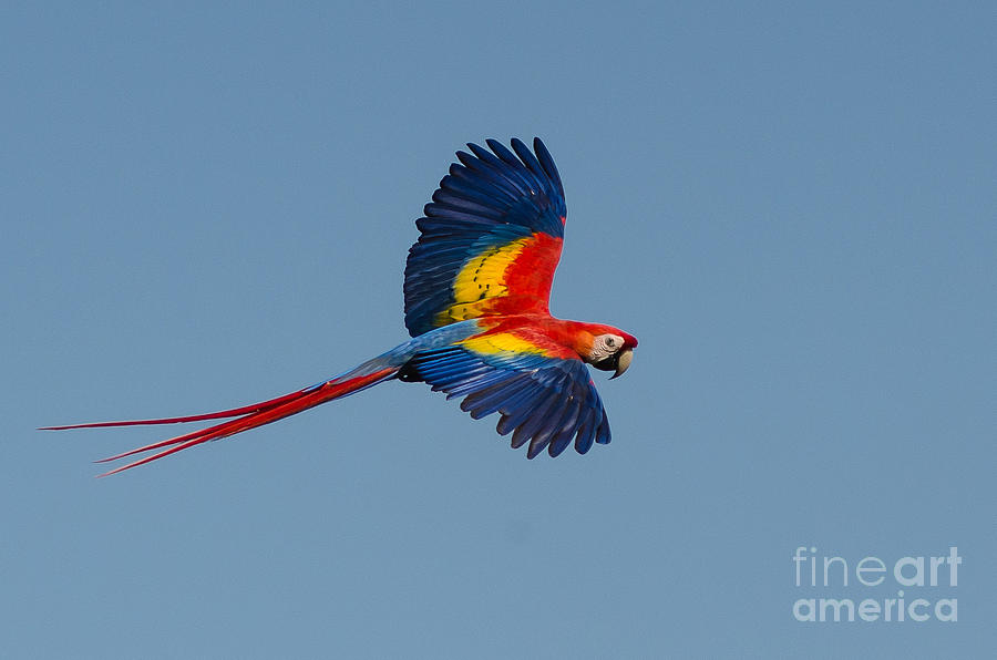 Scarlet Macaw Photograph by Richard J Green