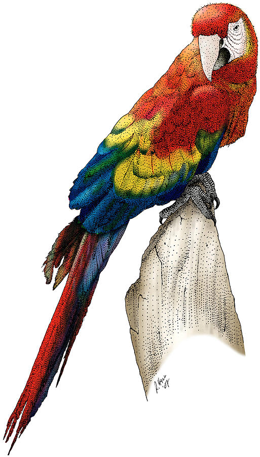 Scarlet Macaw Photograph by Roger Hall