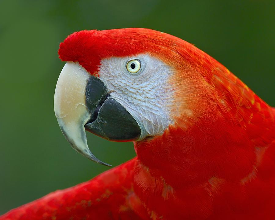 Scarlet Macaw Photograph by Tony Beck