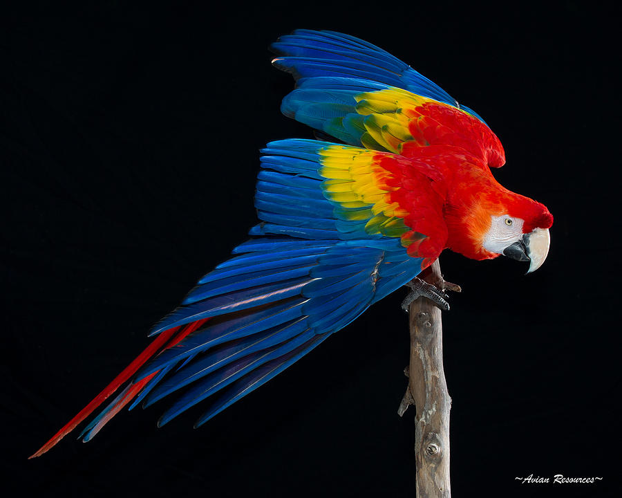 Scarlet Macaw Wings Photograph by Avian Resources