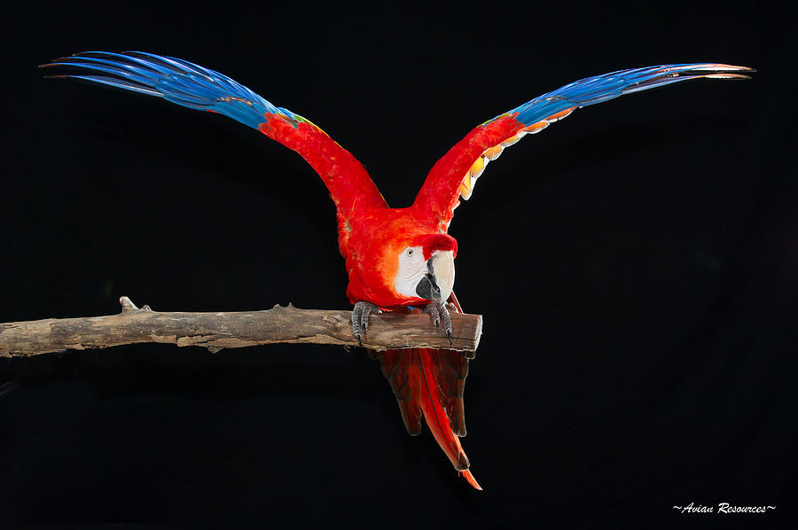 Scarlet Macaw Y Photograph by Avian Resources