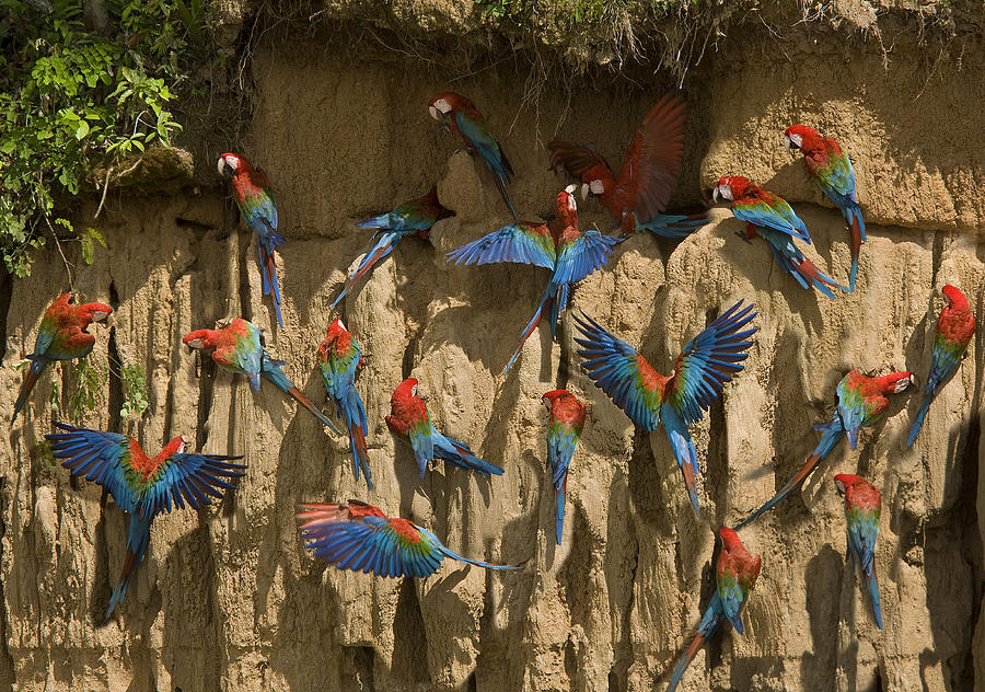 Scarlet Macaws At Clay Lick Photograph by Jean-Michel Labat