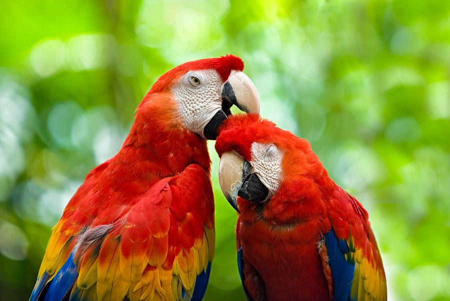 Animal Photograph - Scarlet Macaws by Chuck Underwood