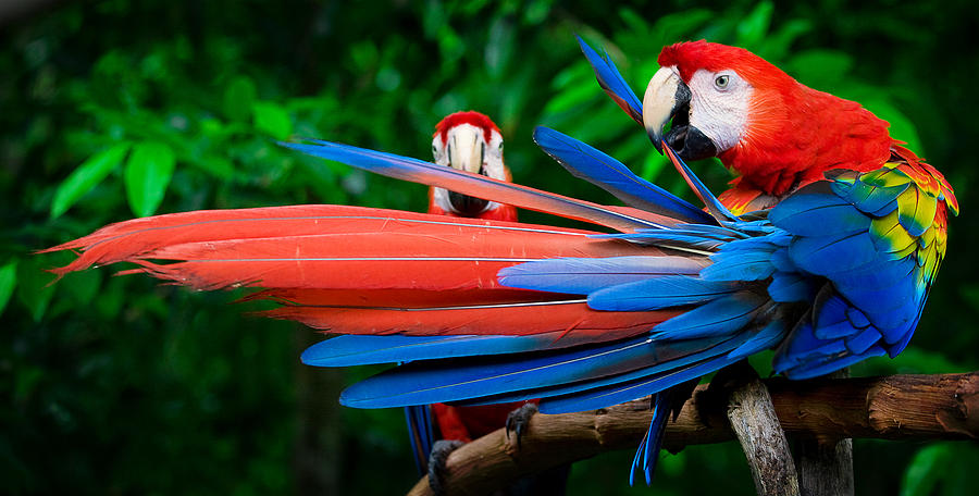 Scarlet Macaws Perched Photograph by Thepalmer