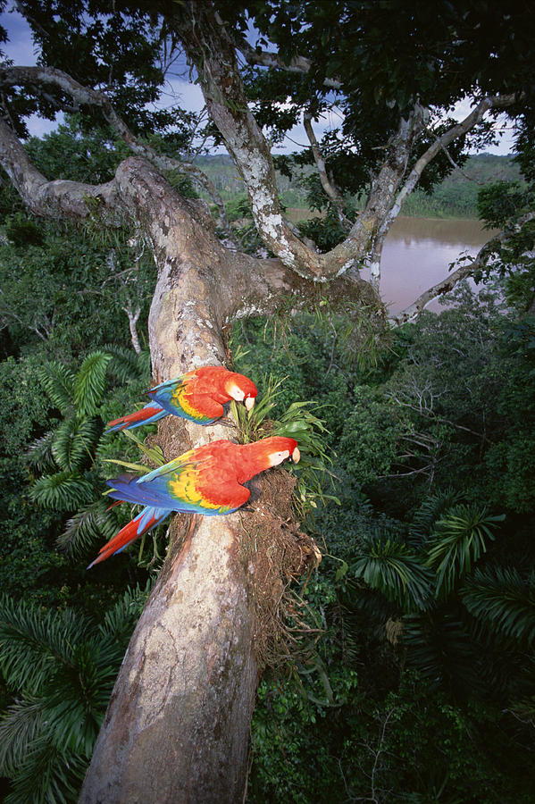 Scarlet Macaws Perching Amazon Basin Photograph by Tui De Roy