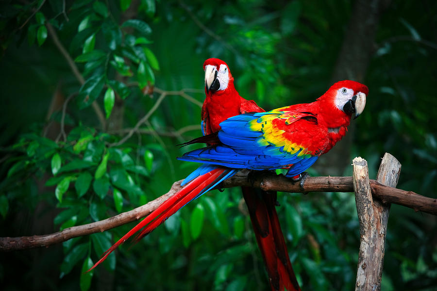 Scarlet Macaws Photograph by Thepalmer