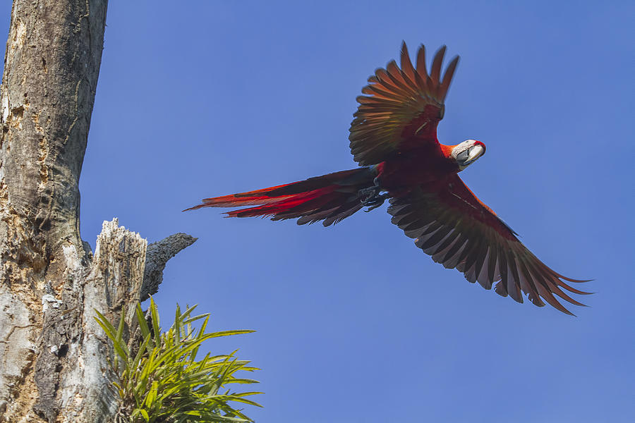 Scarlet Macaw in Flight Photograph by Peggy Collins