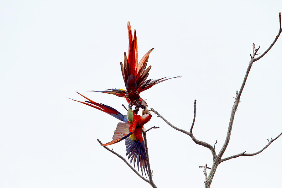 Scarlet Macaws Fighting Photograph by Peggy Collins