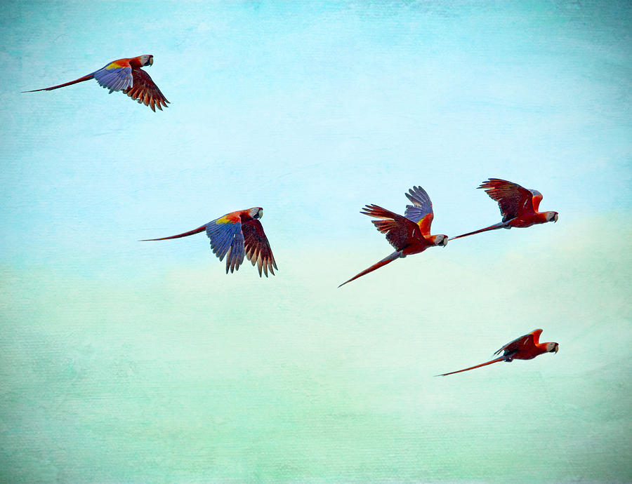 Scarlet Macaws Flying - Costa Rica Photograph by Peggy Collins